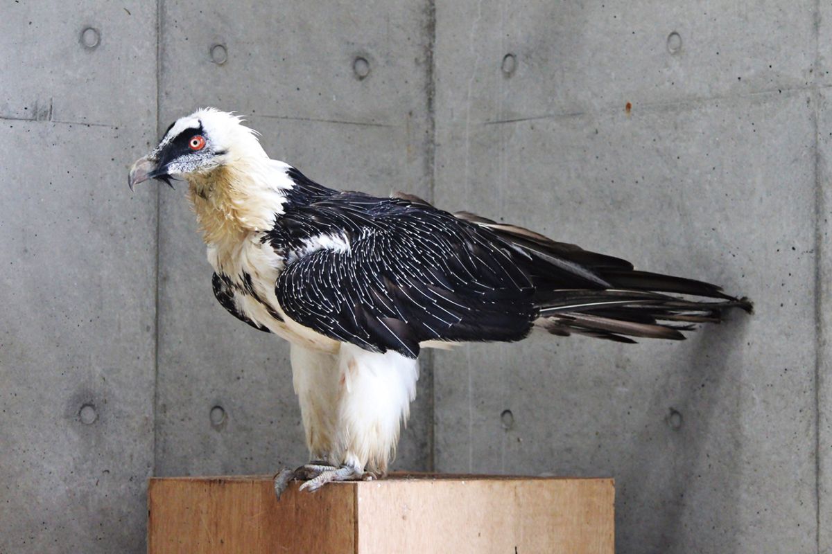 静岡県立日本平動物園