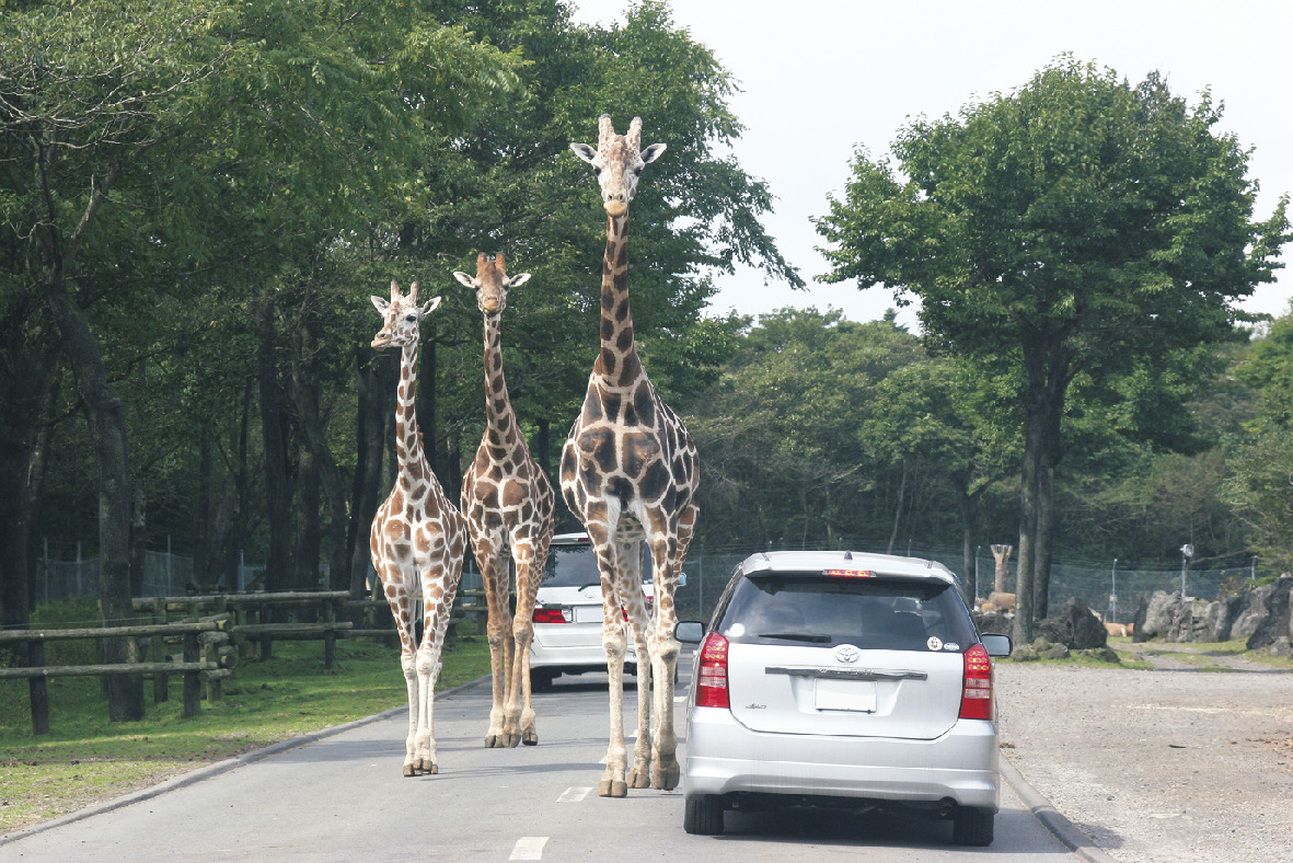 富士サファリパーク