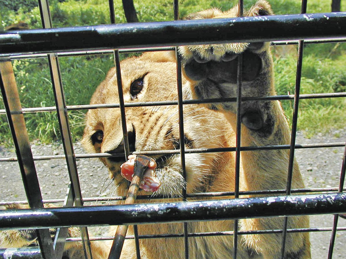 富士サファリパーク