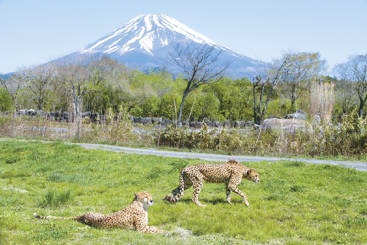富士サファリパーク