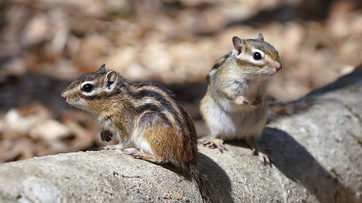 富士サファリパーク