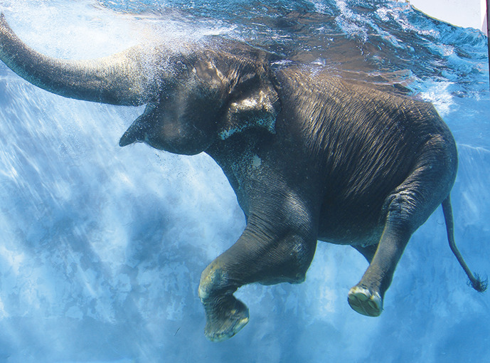富士サファリパーク