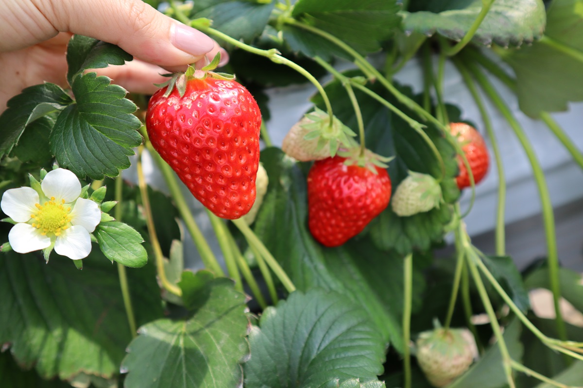 イチゴは1～5月