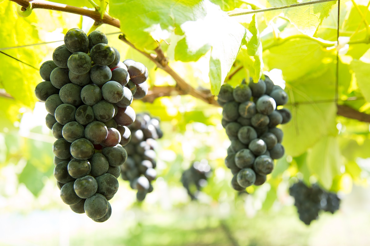 果樹公園村では果物狩りが楽しめる