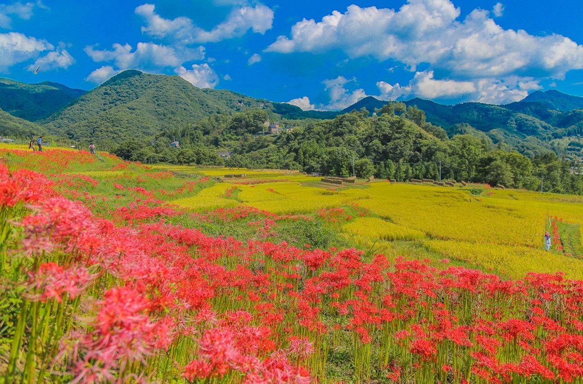 寺坂の棚田。例年9月中旬になると彼岸花が咲く。道の駅の直売所では寺坂棚田栽培の黒米も販売