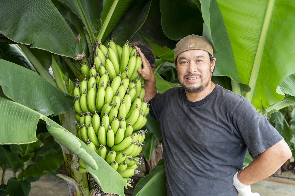 たわわに実ったまえばしバナナと小渕充さん