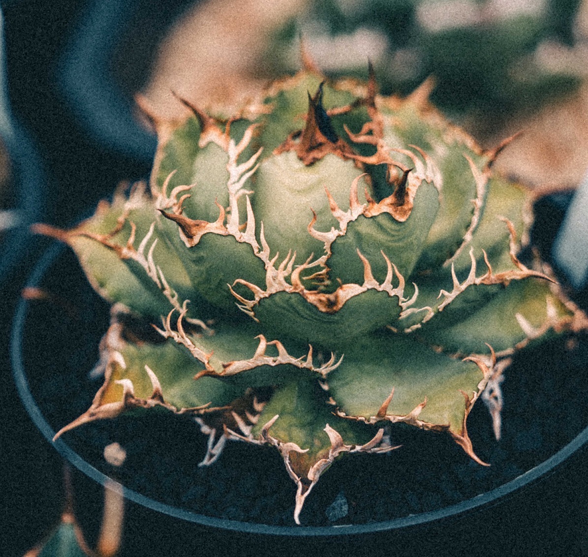 「アガベ(DragonClaw)」※8月24日(土)・25日(日)