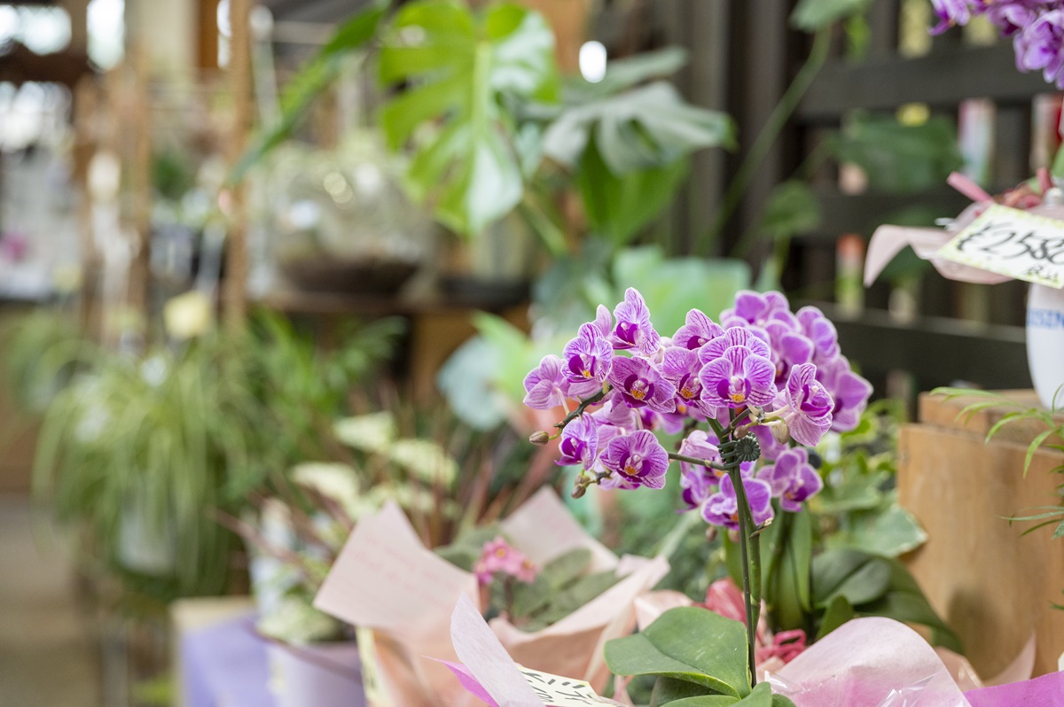 「花の交流館」内の胡蝶蘭専門店