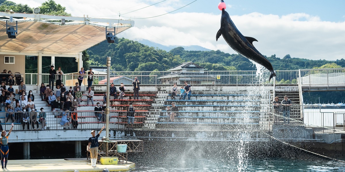 広い入り江を利用して、大迫力のジャンプを繰り広げるバンドウイルカ