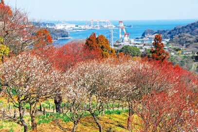 田浦梅の里