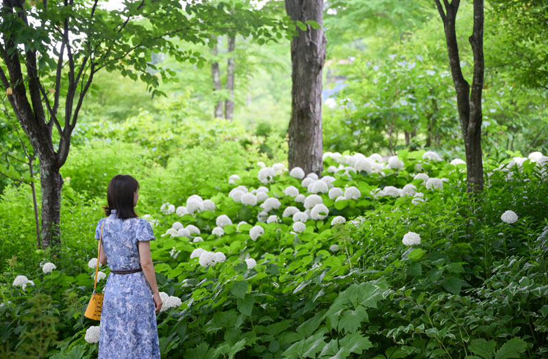 取材した7月下旬は大きなアナベルの花が満開に。鮮やかなグリーンとのコントラストにうっとり