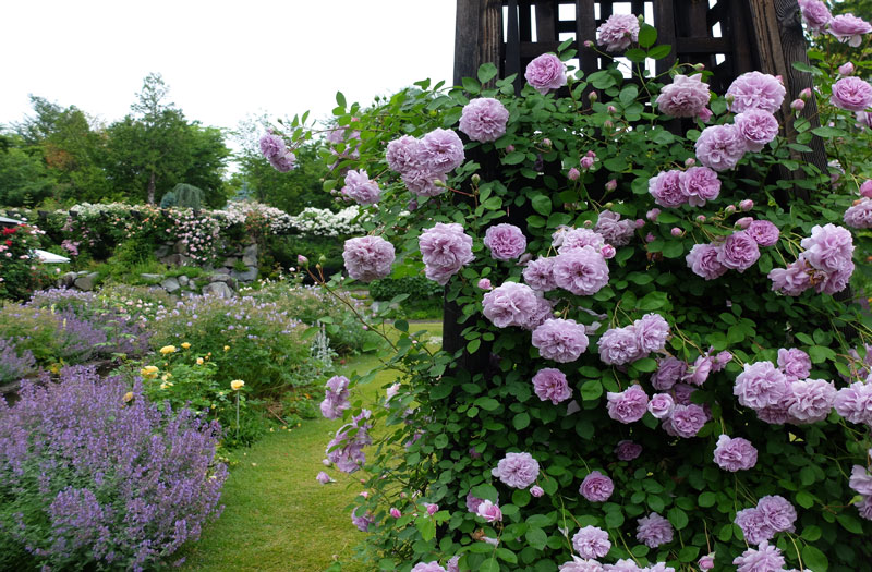宿根草とバラの共演も楽しめます
