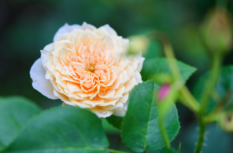 絵画のような景色が広がる「軽井沢レイクガーデン」。緑とバラに