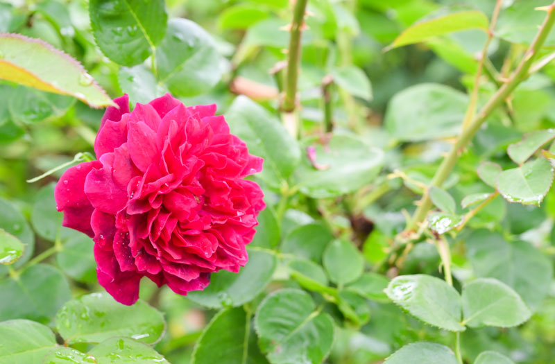 バラの名前●●●●●