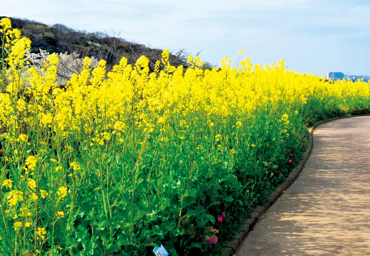 くりはま花の国