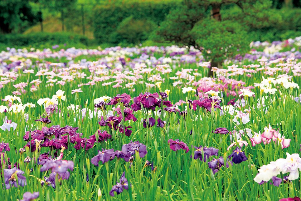 横須賀しょうぶ園