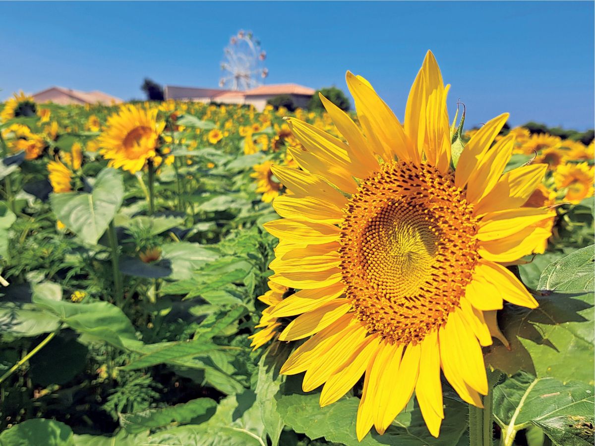 長井海の手公園 ソレイユの丘