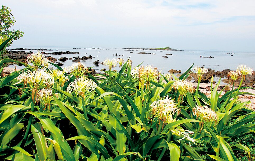 天神島臨海自然教育園