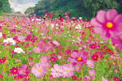 くりはま花の国