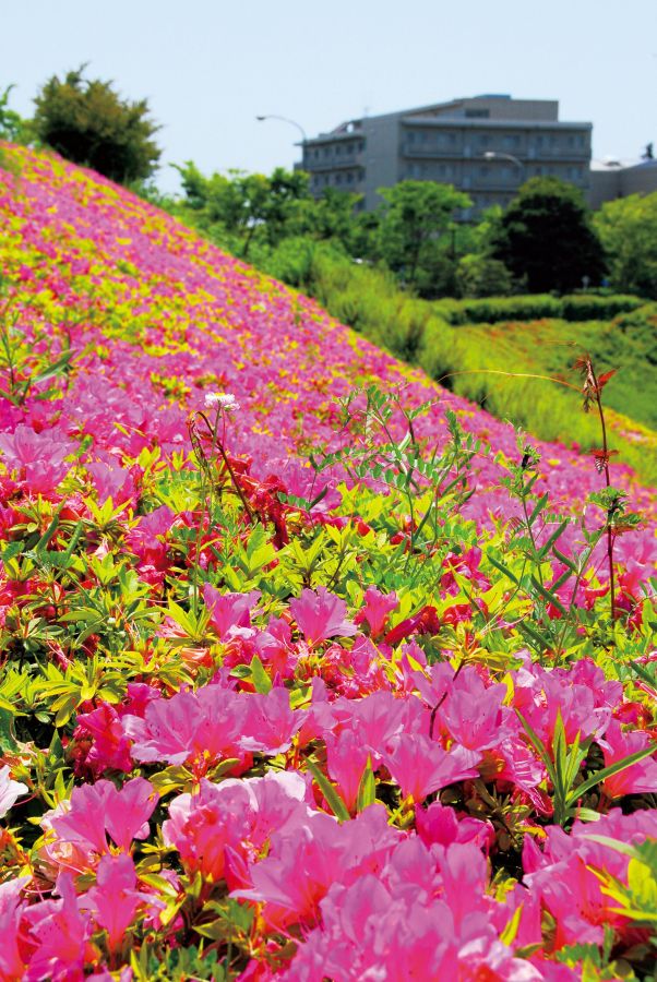 湘南国際村グリーンパーク