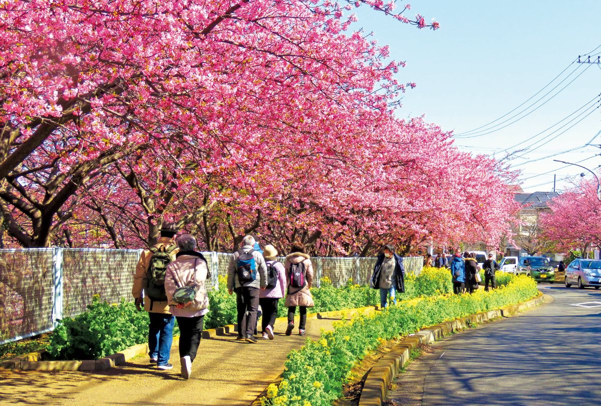 三浦海岸河津桜並木