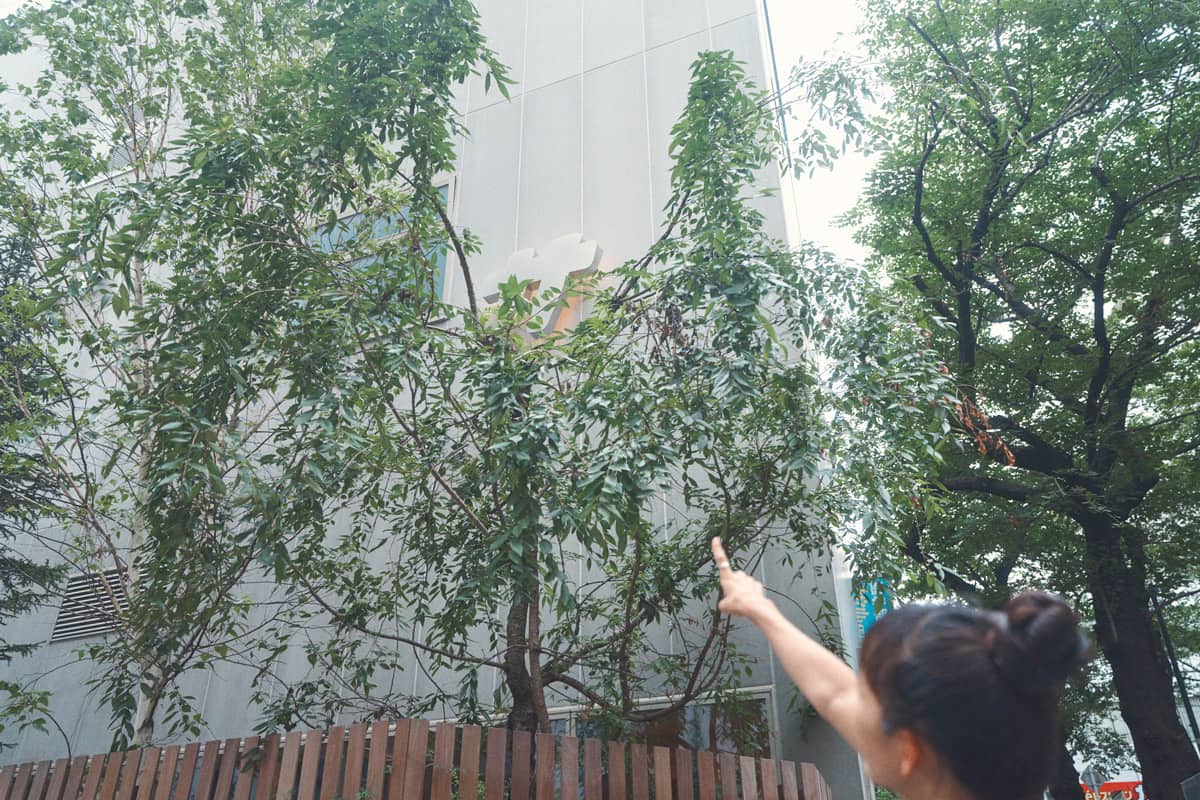 建物外観には、よく見ると「サ」の文字が…！