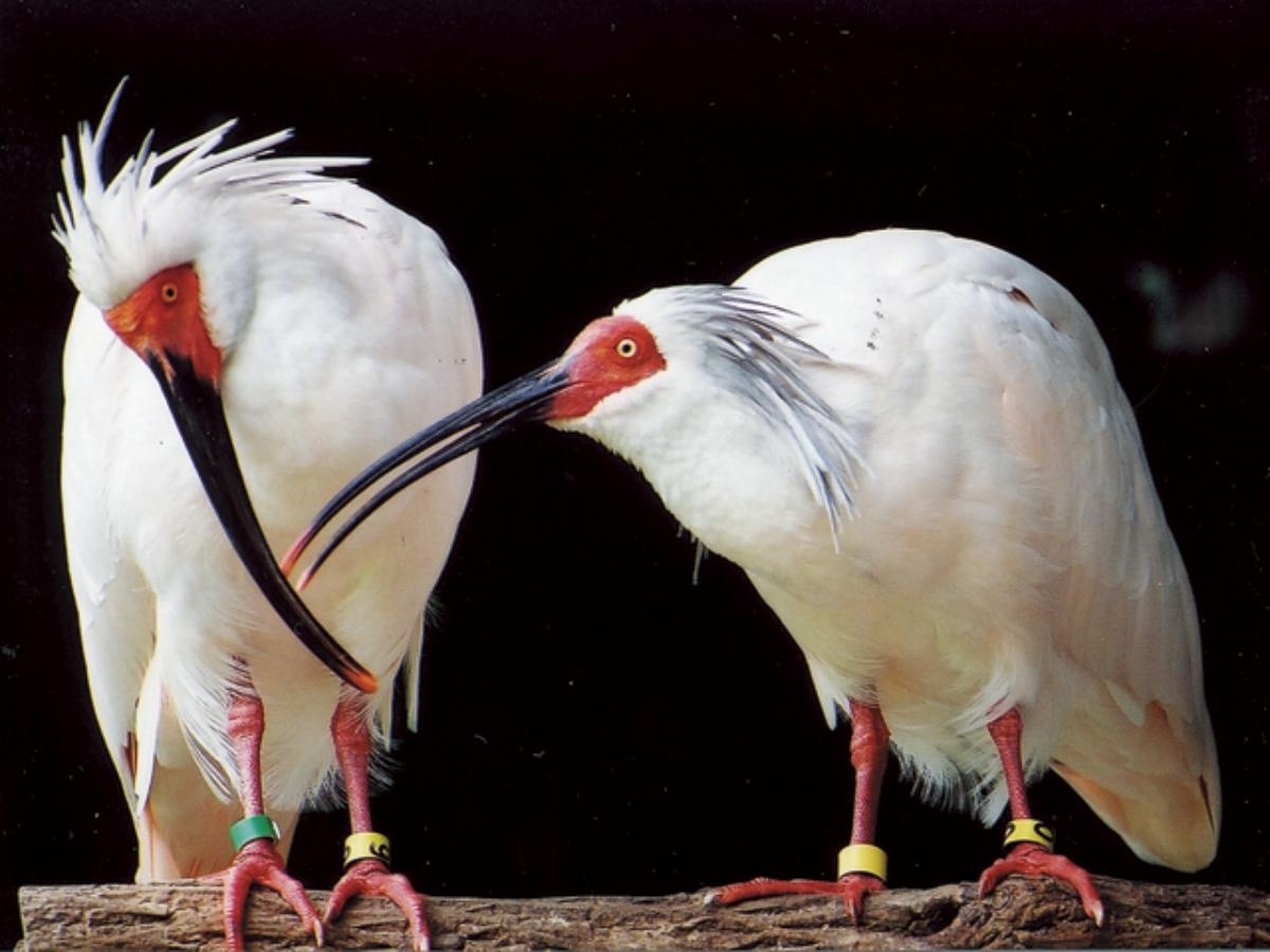 観察通路からトキを見ることも。フラッシュ撮影などは不可／環境省