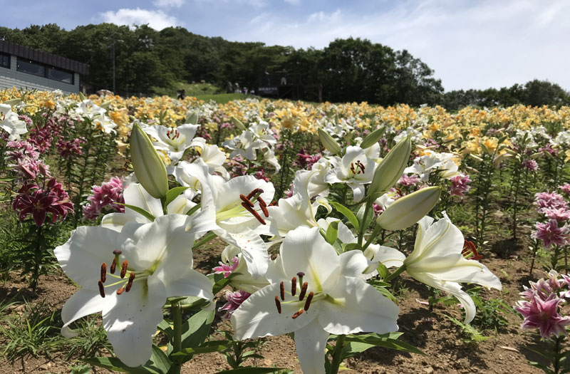 山肌を彩るユリの花々