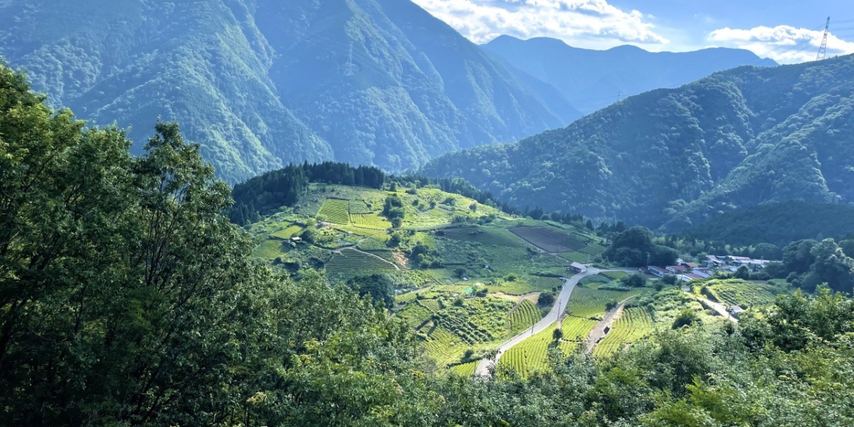 【岐阜のマチュピチュ 天空の茶畑】遊歩道を歩いた先に、絶景が広がる秘境の地へ