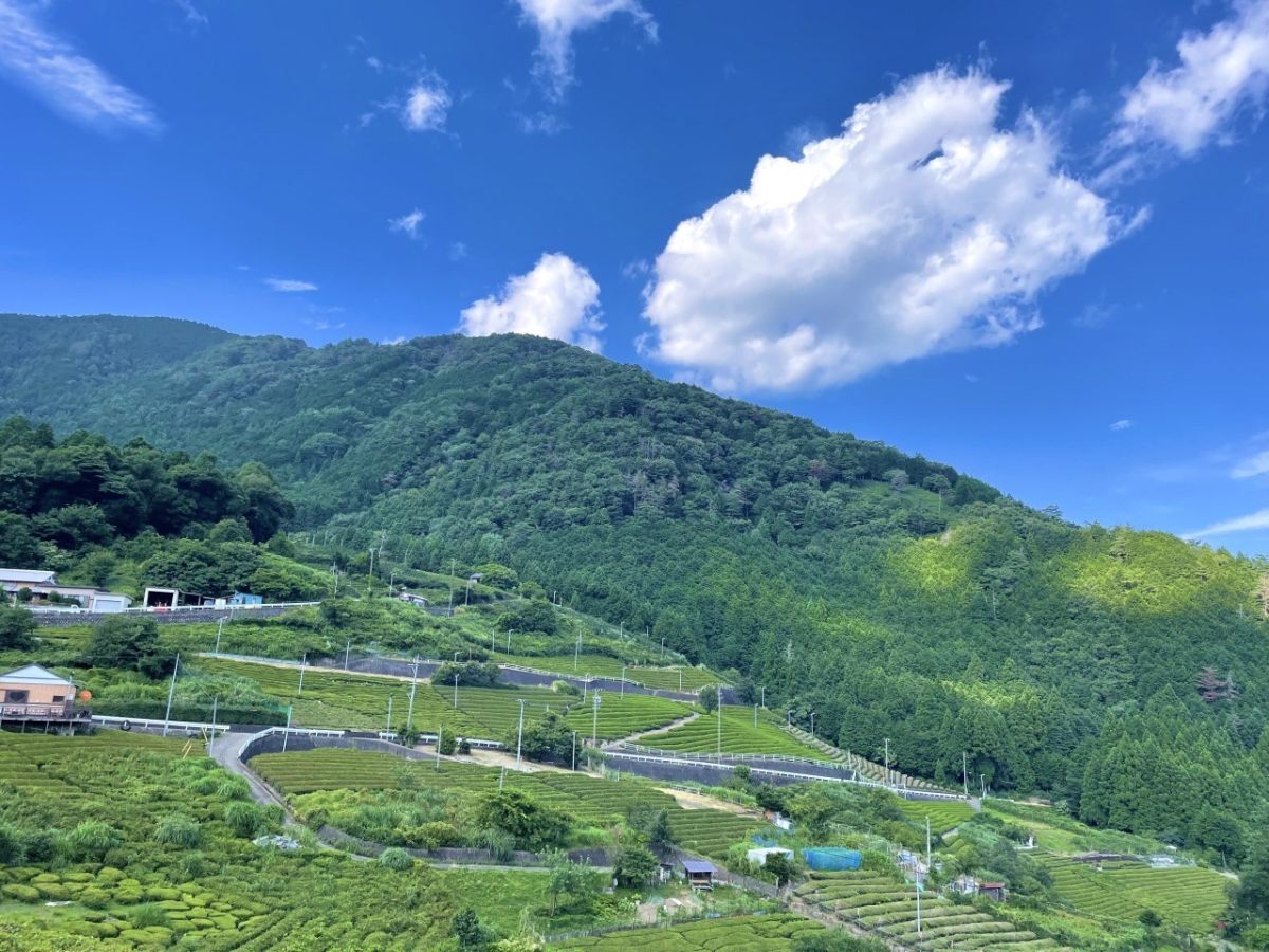 岐阜のマチュピチュ 天空の茶畑