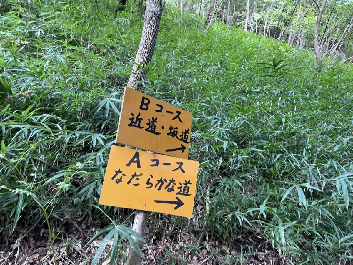 岐阜のマチュピチュ 天空の茶畑