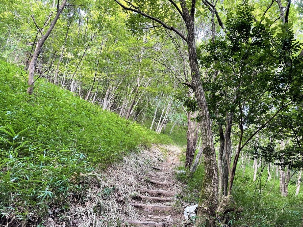 岐阜のマチュピチュ 天空の茶畑
