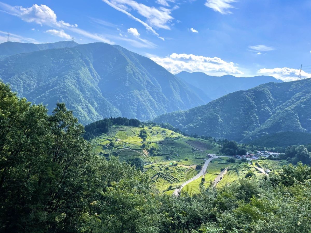 岐阜のマチュピチュ 天空の茶畑