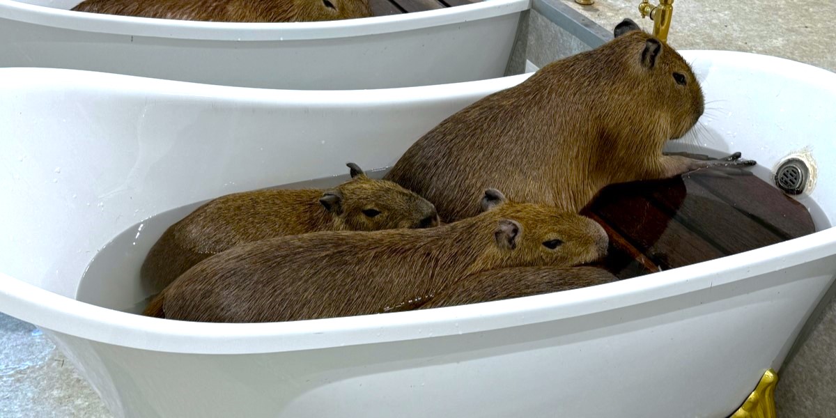 水道橋「アニタッチ 東京ドームシティ」で動物たちとほっこり、ふれあい体験