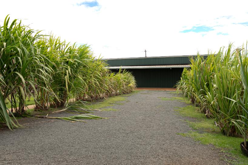 サトウキビガーデン