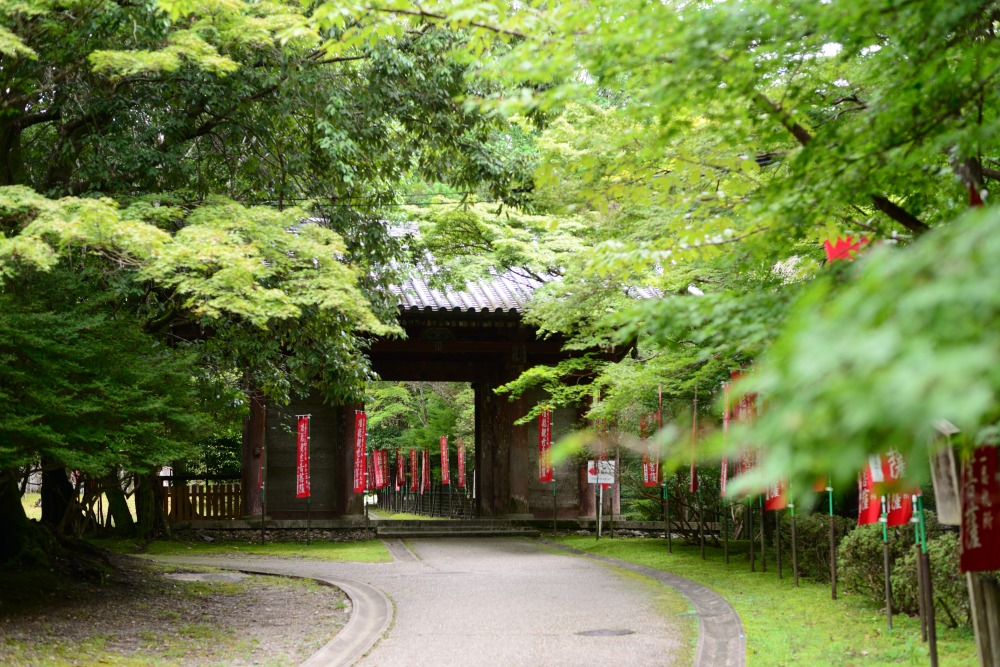日月門へと続く、青紅葉に囲まれた参道