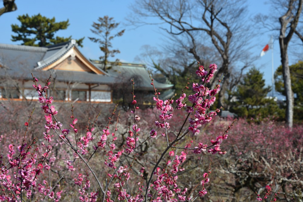 梅苑「花の庭」（提供：北野天満宮）