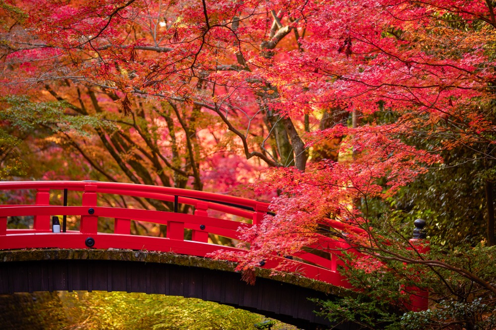 史跡御土居のもみじ苑（提供：北野天満宮）
