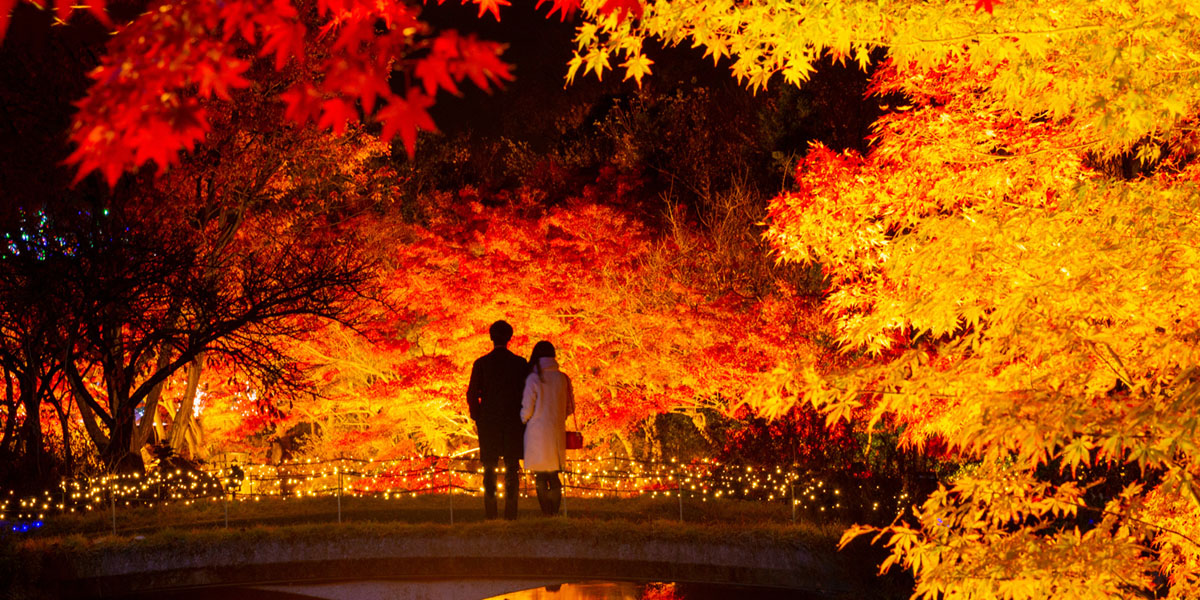 秋のデートにも。東海の紅葉ライトアップがおすすめの名所2025