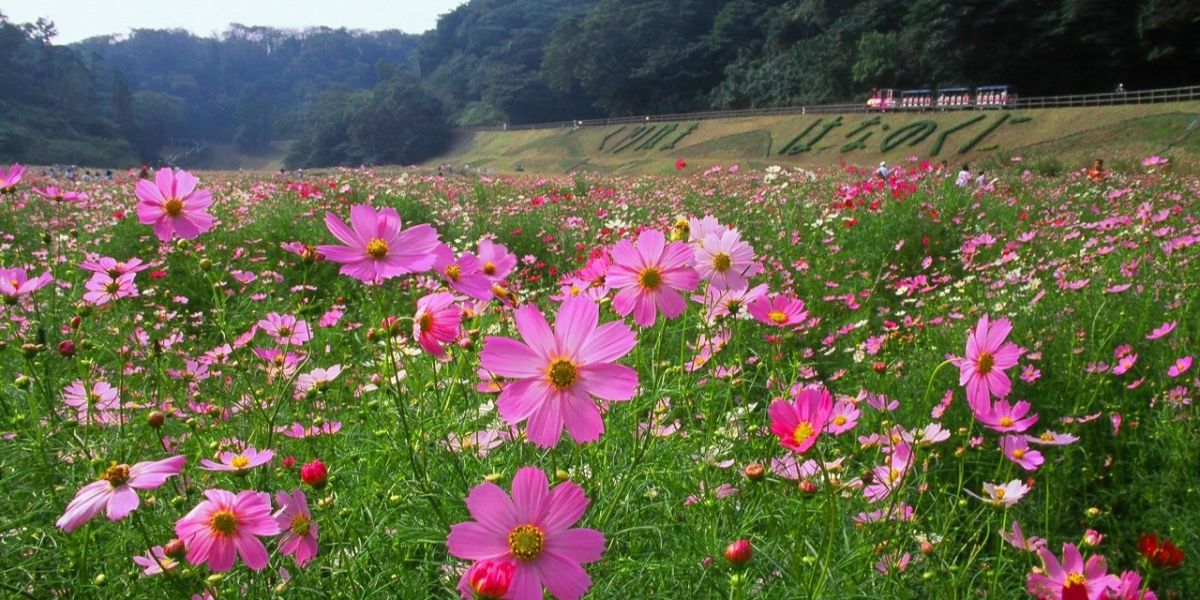 【横須賀】「くりはま花の国コスモスまつり」開催中　ほか季節の花の名所をご紹介