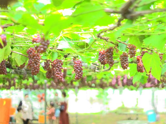 みなかみフルーツランド モギトーレ