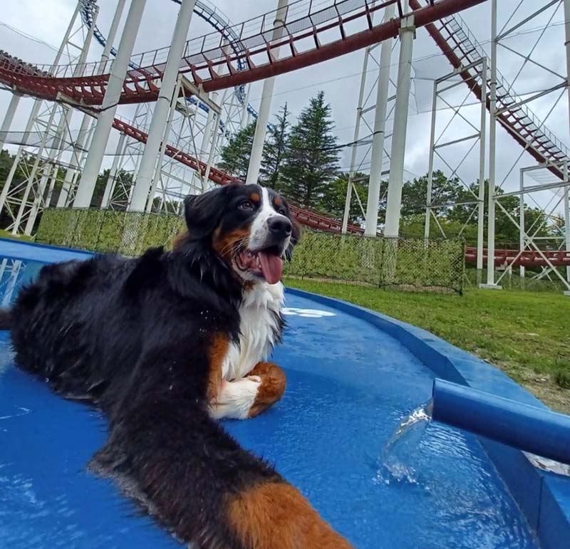 那須ハイドッグベース(屋外)