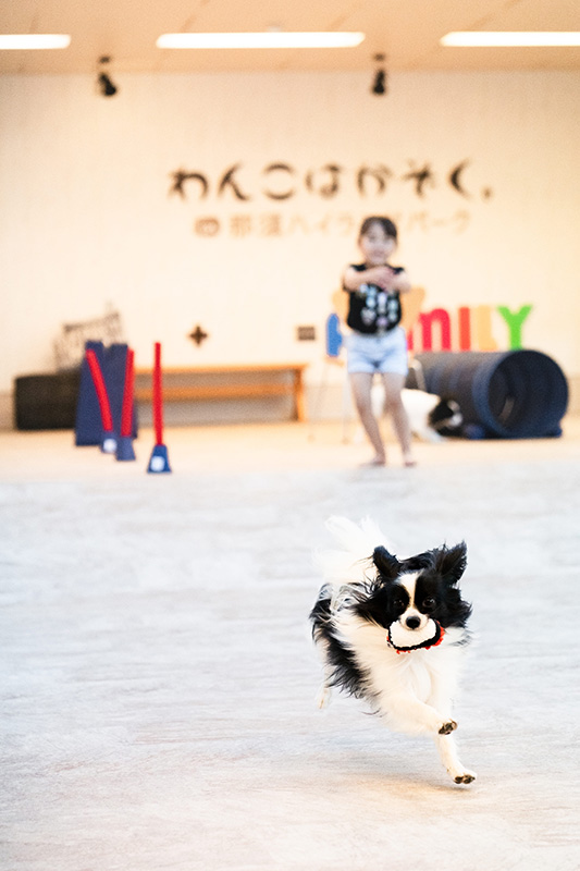 わんっだふるドッグラン(屋内)