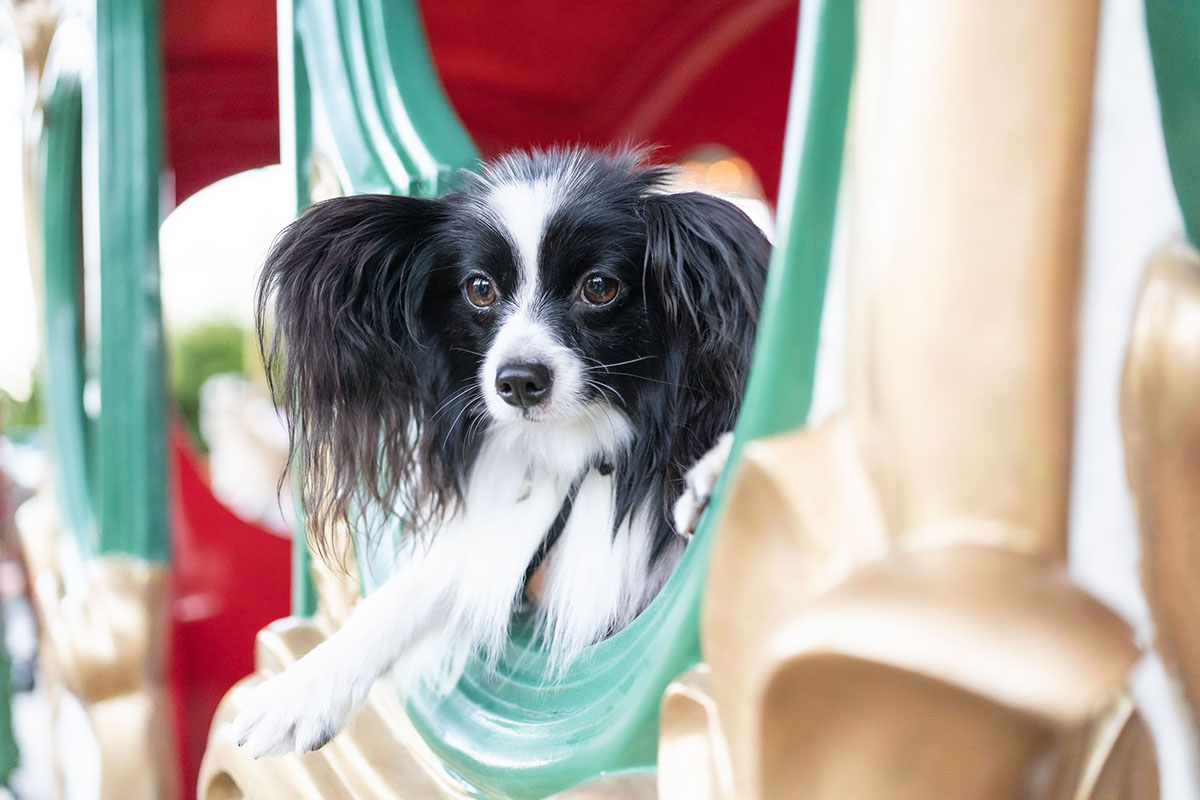 カルーセル。犬の同乗可(専用の馬車のみ、1台につき大人2人、犬2匹まで)