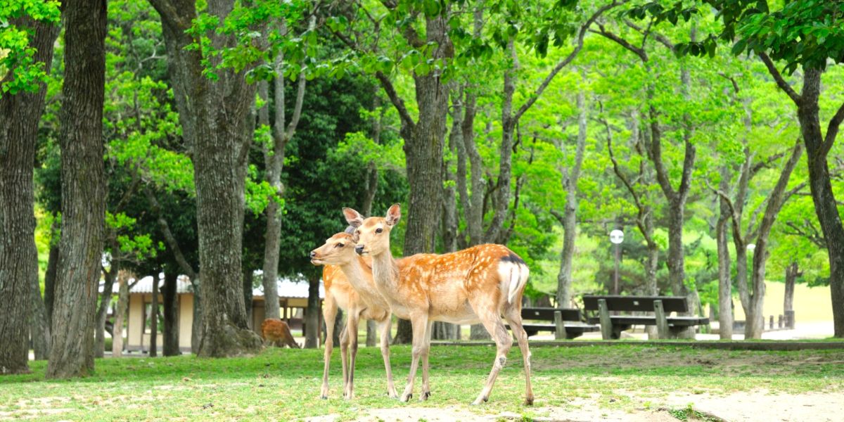 【奈良】 世界遺産の社寺が3つ！鹿が遊ぶ「奈良公園」のみどころを徹底ガイド！