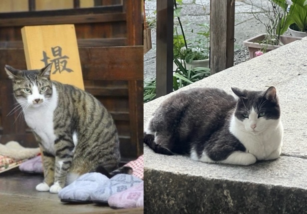 （写真下 左がチョビ、右がゴマ　©因幡堂 平等寺）