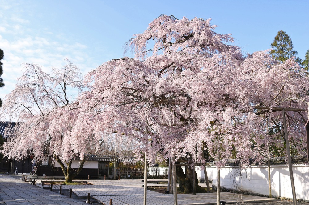 三宝院の太閤しだれ桜(提供:醍醐寺)