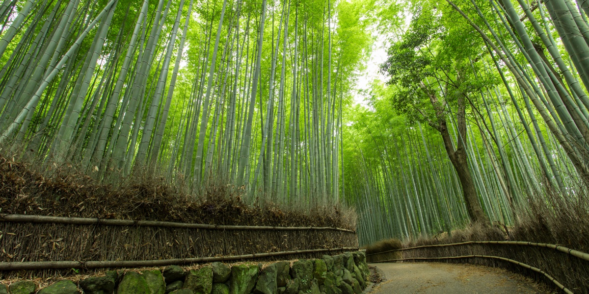 【京都】嵐山観光の王道プラン。自然も、寺社も、グルメも堪能！