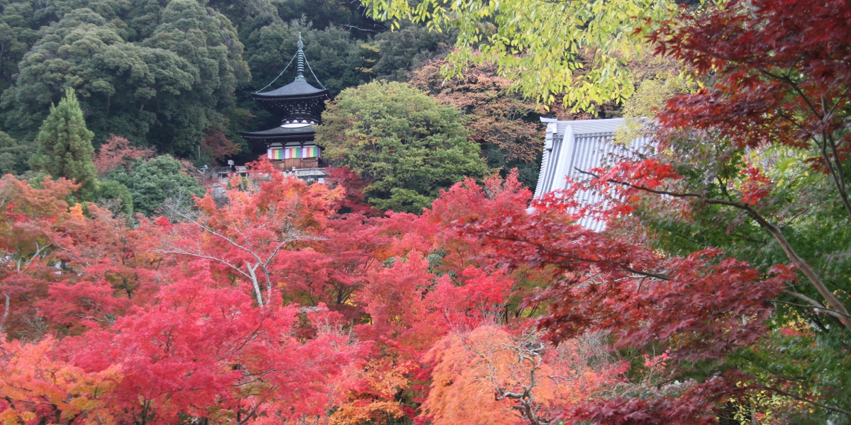 【京都】永観堂（禅林寺）で「みかえり阿弥陀」に出会う。見事な紅葉にも注目