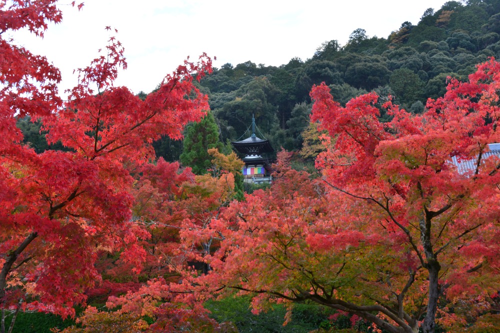 画像提供：永観堂
